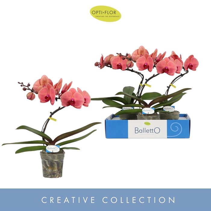 <h4>Phalaenopsis overig oranje (meerder</h4>