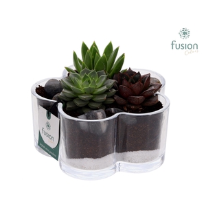 Glazen Bloemschaalmet Succulenten