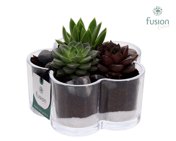 <h4>Glazen Bloemschaalmet Succulenten</h4>