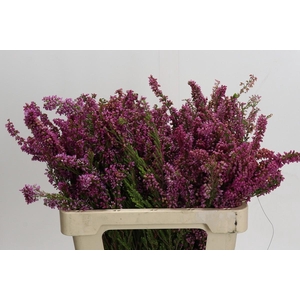 Cape Green Erica Bella