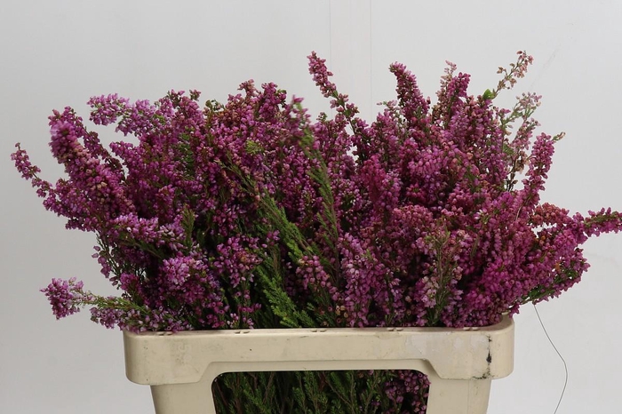 <h4>Cape Green Erica Bella</h4>