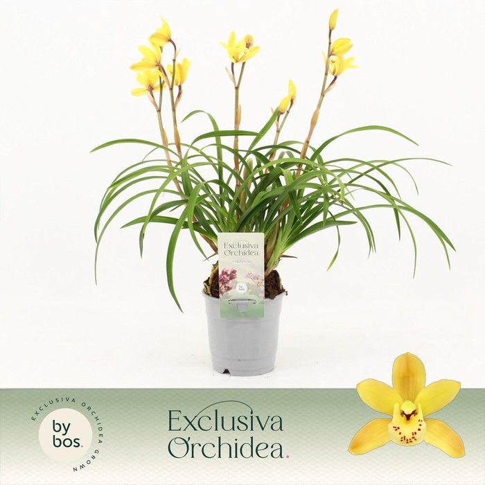 <h4>Cymbidium, Wild Sunny 4/5+ tak 'Exclusiva Orchidea'</h4>