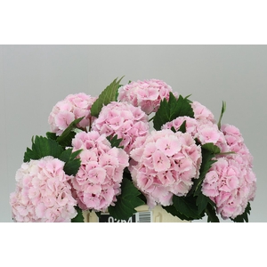 Hyd Lolly Pop Pink Pale