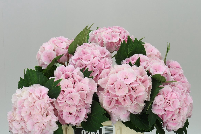 <h4>Hyd Lolly Pop Pink Pale</h4>