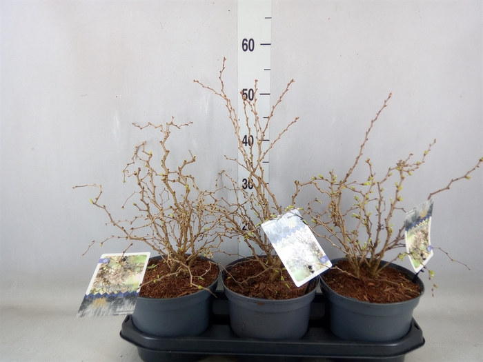 <h4>Prunus incisa 'Kojou-no-mai'</h4>