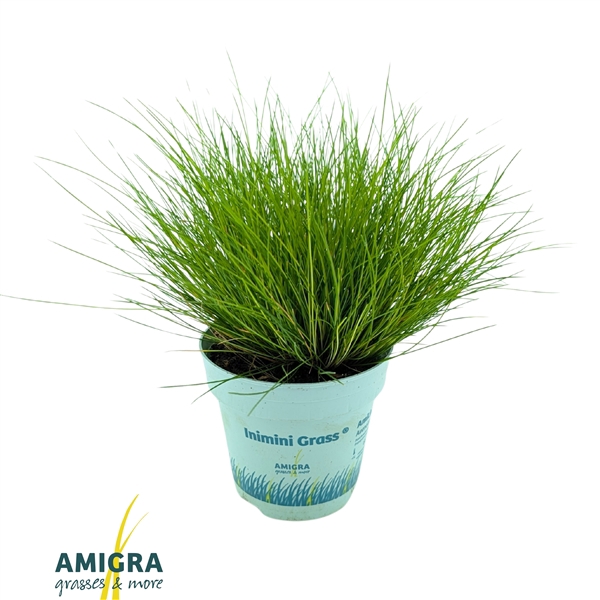 <h4>Deschampsia flexuosa AmiLime®</h4>