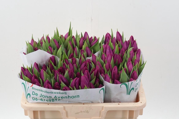 <h4>Tu En Purple Prince</h4>