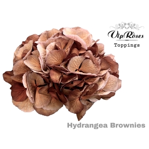 HYDR M BROWNIES 60 CM