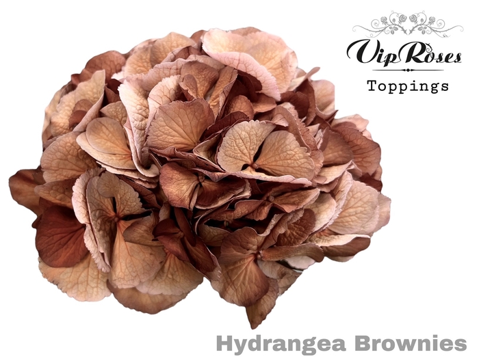 Hydr M Brownies 60 Cm