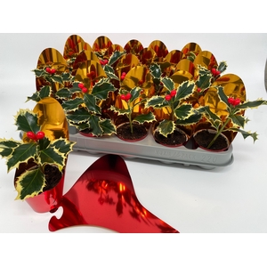 ILEX AQ ARGENTEA MAR