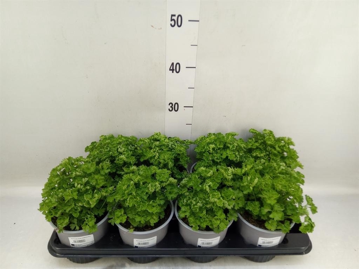 <h4>Tuinkruiden   ...</h4>