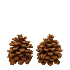 Pine cone Pinea Cinnamon 19*12*14cm