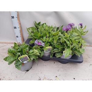 CENTAURE BLUE CARPET