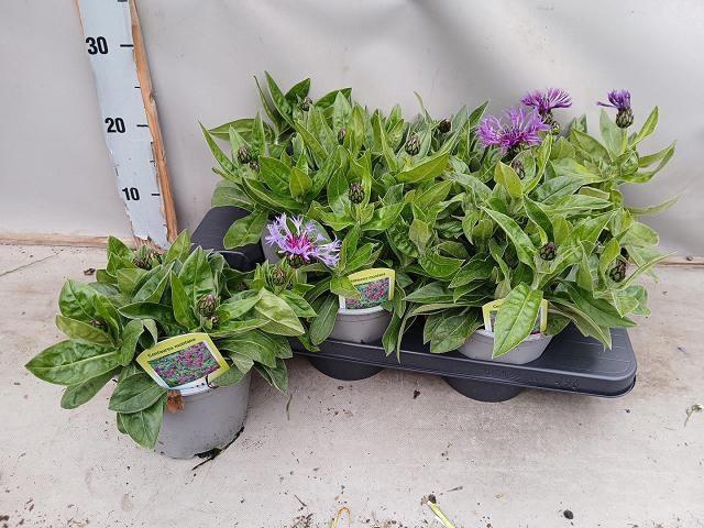 <h4>CENTAURE BLUE CARPET</h4>