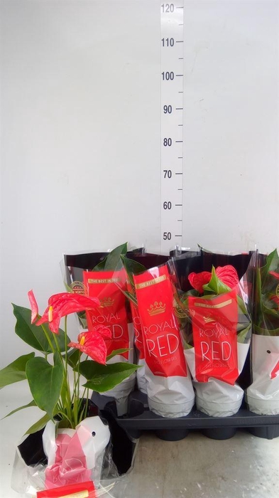 <h4>Anthurium andr. 'Michigan'</h4>