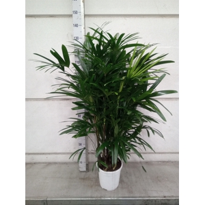 Rhapis excelsa