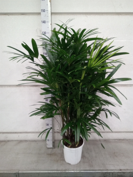 <h4>Rhapis excelsa</h4>