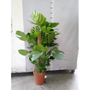 Monstera delic.