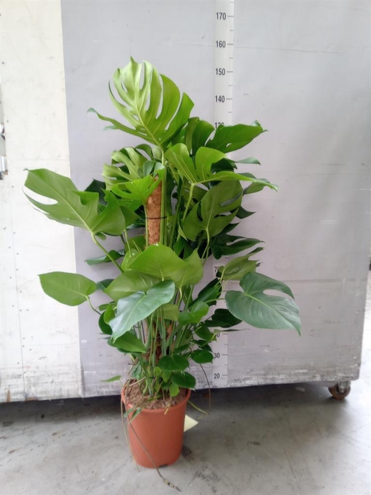 <h4>Monstera delic.</h4>