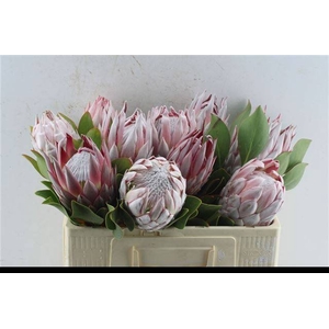 PROTEA CYNAROIDES