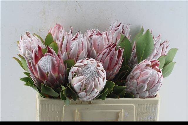 <h4>PROTEA CYNAROIDES</h4>