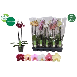PHAL GEM 6 KL