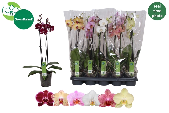 <h4>PHAL GEM 6 KL</h4>