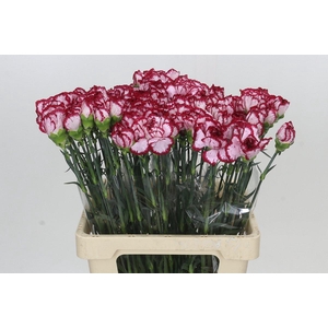 Dianthus St Bacarat