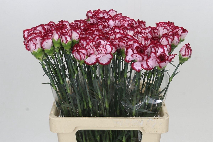 <h4>Dianthus St Bacarat</h4>