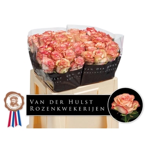 R Gr Aprikola Hulst