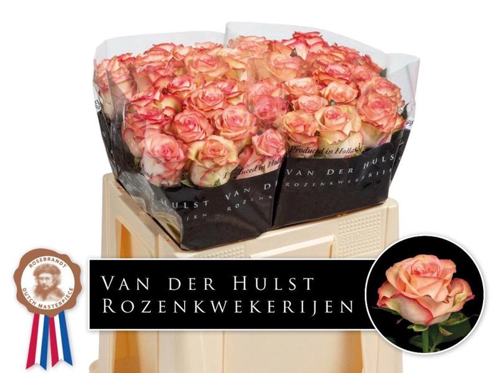 <h4>R Gr Aprikola Hulst</h4>