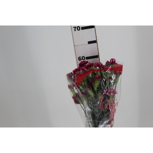 CRAVO SPRAY TANGO 060 CM