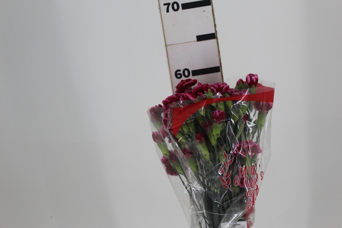 <h4>CRAVO SPRAY TANGO 060 CM</h4>