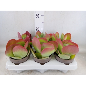 Kalanchoe NF thyrsiflora