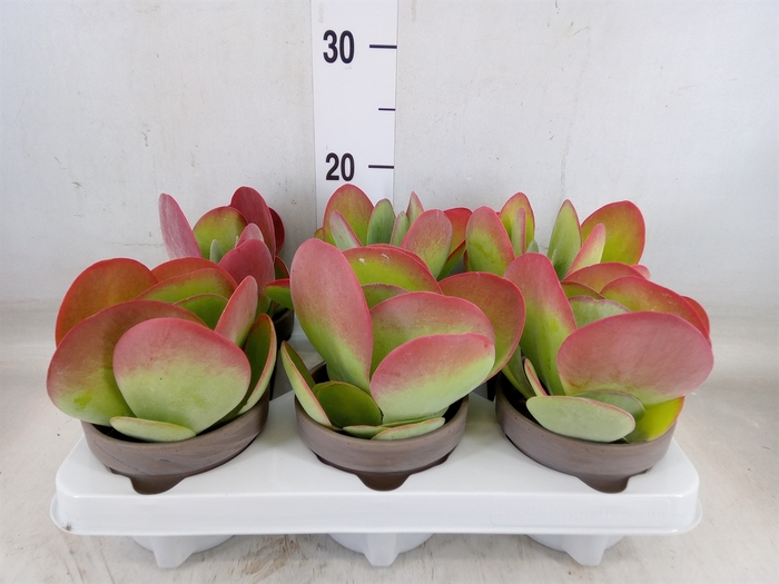 <h4>Kalanchoe NF thyrsiflora</h4>