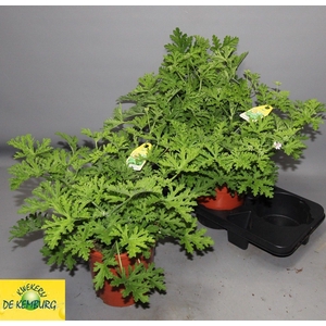 PEL GRAV LEMON TREE