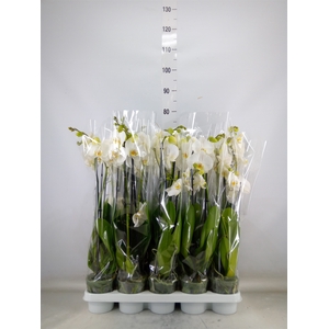 Phalaenopsis   ...white