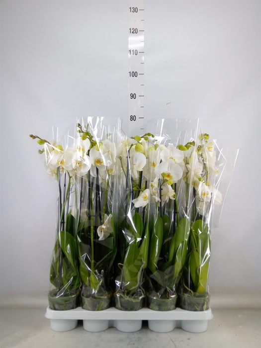 <h4>Phalaenopsis   ...white</h4>