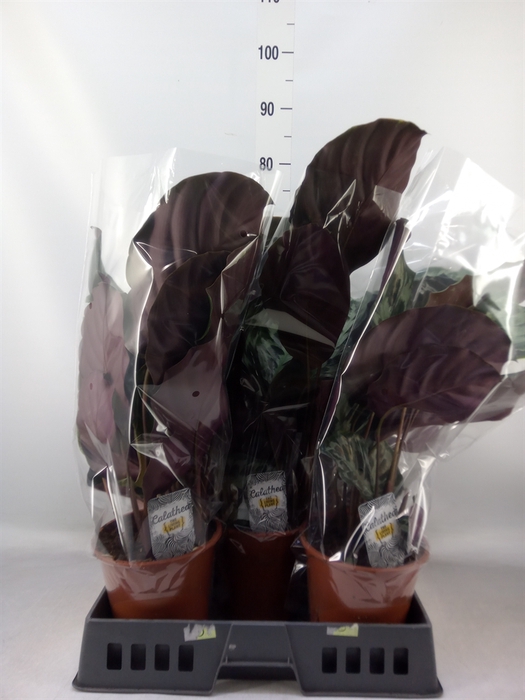<h4>Calathea   ...</h4>