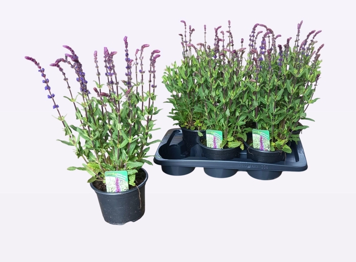 <h4>SALVIA NEMOROSA</h4>