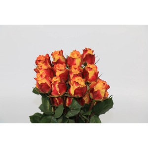 Rosa ec silantoi