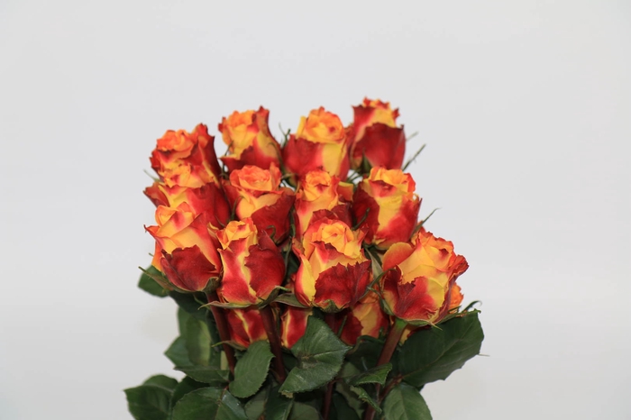 <h4>Rosa ec silantoi</h4>