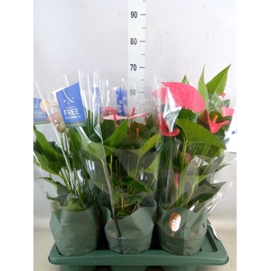 Anthurium   ...mix