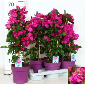 BOUGAINV VERA D P IM