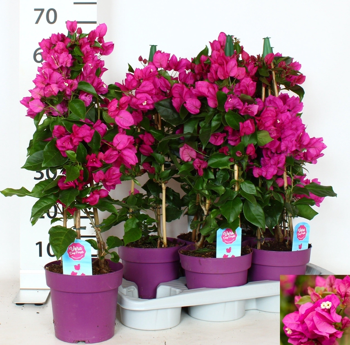 BOUGAINV VERA D P IM