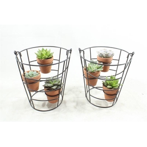 6446  SUCC BLACK REK  3 T.C POTJES