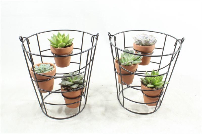 <h4>6446  SUCC BLACK REK  3 T.C POTJES</h4>