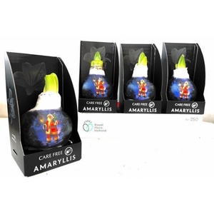 Bloembol Hippeastrum