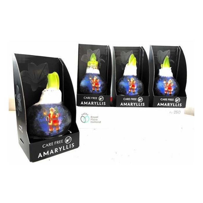 <h4>BLOEMBOL HIPPEASTRUM</h4>