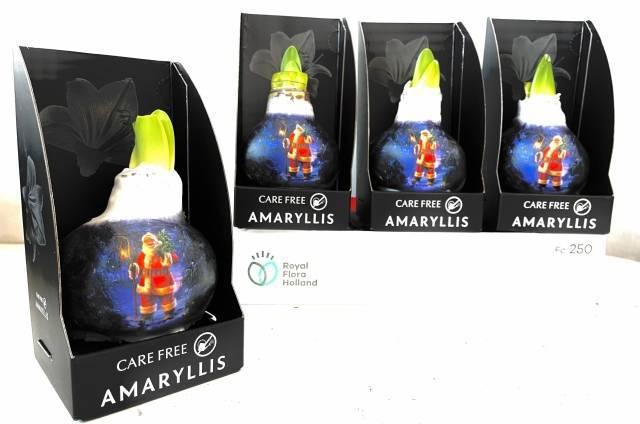 BLOEMBOL HIPPEASTRUM